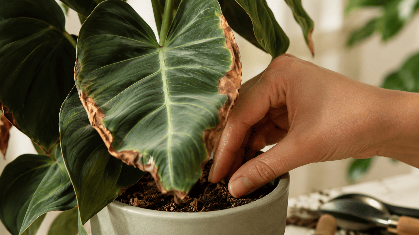 Brown dry tips on green houseplant leaves