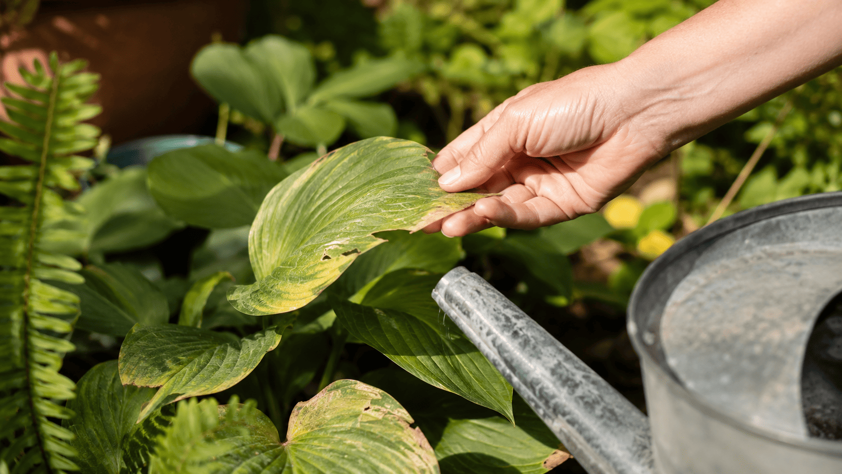 Drooping houseplant with soft leaves showing possible watering stress
